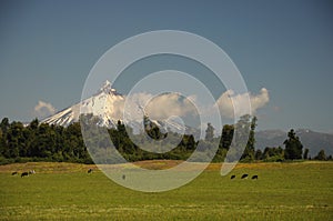 Sunny day and Puntiagudo-CordÃÂ³n Cenizos volcano Lake District, southern Chile. Cows and trees in front. Snow covered volcano photo