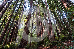 Sunny day in a redwood trees Sequoia sempervirens forest