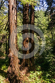 Sunny day in a redwood trees Sequoia sempervirens forest, California