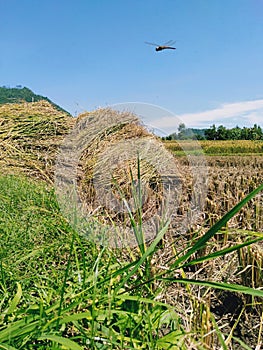 A sunny day when the rice harvest season arrives, dragonflies fly around happily