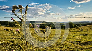 A sunny day in the Saarland with a view over meadows into the valley. Thistle bush in foreground