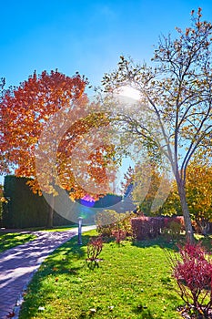 The sunny day in scenic autumn park