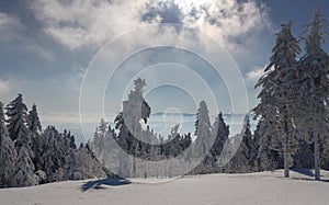 Sunny day on snowy pine forest on carpathians mountains in Ukraine