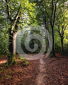 Sunny day at the speulderbos in Putten