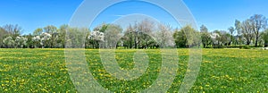 Sunny day in spring park with blossoming trees and green lawn with yellow dandelions