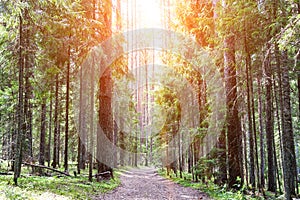 On a sunny day in summer, a dirt road in a pine forest