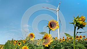 Sunny day sustainability: wind turbines at work amongst sunflowers for clean energy