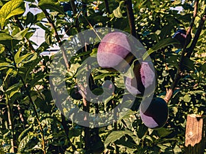 On a sunny day, there are three plums on a branch.