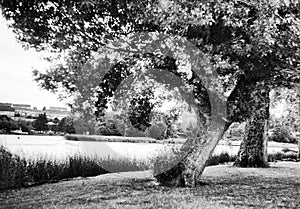 Sunny day, trees on a river