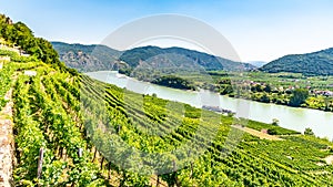 Sunny day in Wachau Valley. Landscape of vineyards and Danube River, Austria