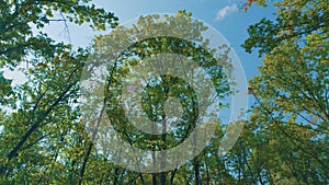 Sunny Day Weather. Majestic Oak Tree With Green Leaves In Foreground. Autumn Forest Landscape. Panoramic View.