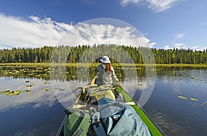 Sunny Day in the Wilderness