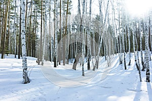 Sunny Day in Winter Birch Trees Forest