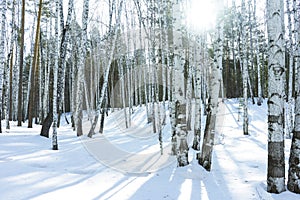 Sunny Day in Winter Birch Trees Forest