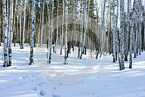 Sunny Day in Winter Birch Trees Forest
