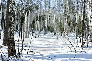 Sunny Day in Winter Birch Trees Forest