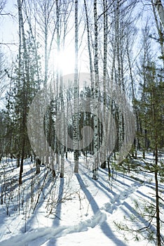 Sunny Day in Winter Birch Trees Forest