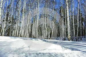 Sunny Day in Winter Birch Trees Forest