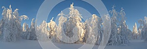 Sunny day in winter forest, ural mountains, winter forest, russian natu