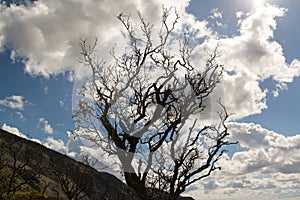 Sunny day. Withered branchy tree against the sky.