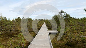 Sunny day in Wooden boardwalk hiking trail through bog swamp land