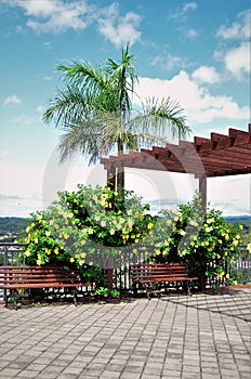 On a sunny day the yellow flowers of Allamanda cathartica and the benches of the lookout