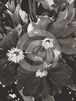 Sunny Daze flowers black and white