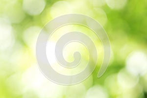 Sunny defocused green nature background, abstract bokeh effect es element for your design