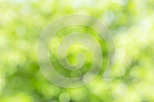 Sunny defocused green nature background, abstract bokeh effect es element for your design