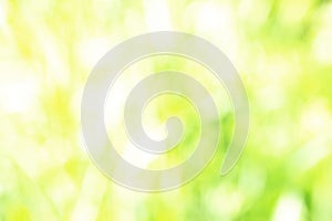 Sunny defocused green nature background, abstract bokeh effect es element for your design