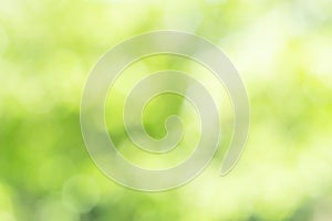 Sunny defocused green nature background, abstract bokeh effect es element for your design