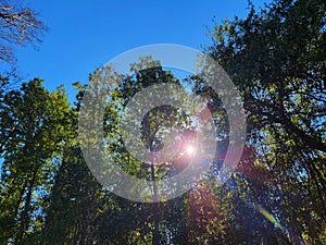 Sunny ecology forest sunbeams on a vivid blue sky picture image