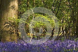 Sunny evening in a bluebells