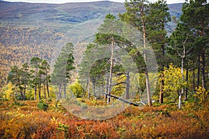 Sunny fall autumn view of Abisko National Park, Kiruna Municipality, Lapland, Norrbotten County, Sweden, with Abiskojokk river,