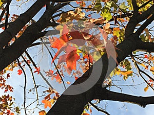 Sunny Fall Day at Pelham Bay Park in Bronx in New York, NY.