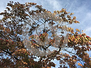 Sunny Fall Day at Pelham Bay Park in Bronx in New York, NY.