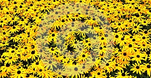 A sunny field with Black-eyed Susans