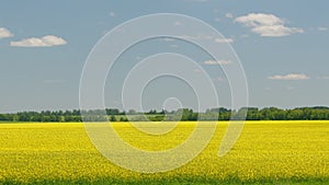 Sunny field of canola. Beautiful spring day. Panorama.