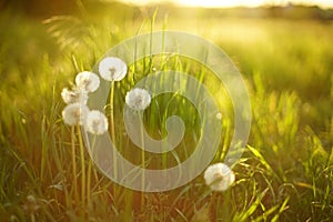 Sunny field with fluffy dandelion flowers in green grass at sunset