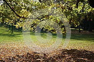 Sunny field seen through foliage tree branches