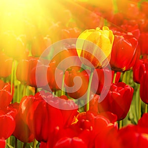 Sunny field of tulips