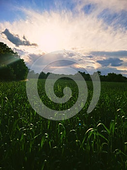 A sunny field of wheats