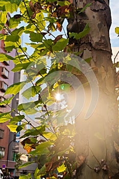 Sunny flare reflection of the light morning sun with fresh green lush tree leaves