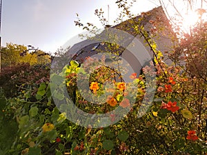 Sunny flower and facade
