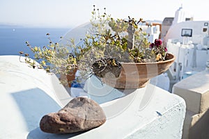 Sunny flower pot at oia, santorini, greece