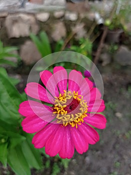 sunny flower under the cloud