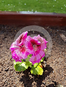 Sunny Flower Waterdrops