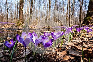 Sunny flowering forest with a carpet of wild violet crocus or saffron flowers, amazing landscape, early spring in Europe