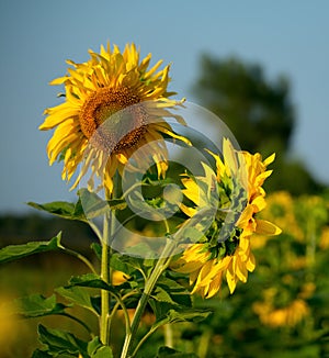 Sunny flowers of Altai