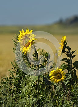 Sunny flowers of Altai